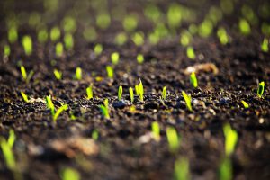 Green corn sprout in evening light