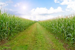 Big maize field